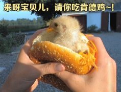 最逗比最搞笑的说说