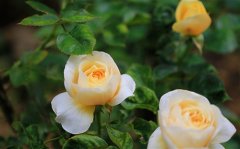 关于月季的唯美句子 月季花开的句子唯美