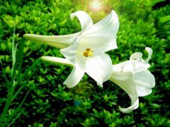 送给护士的祝福语简短 512护士节寄语