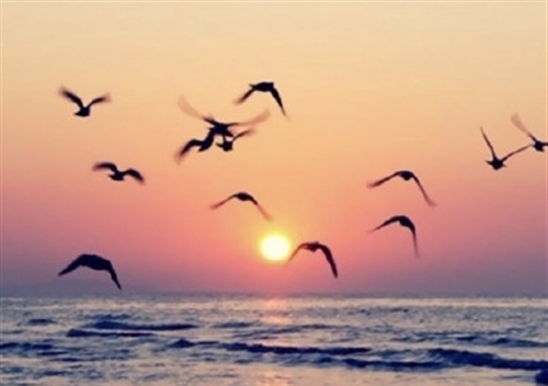 早起看日出的心情句子