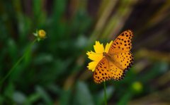 茶花女经典语录