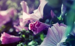 DIY相册情侣爱情语录