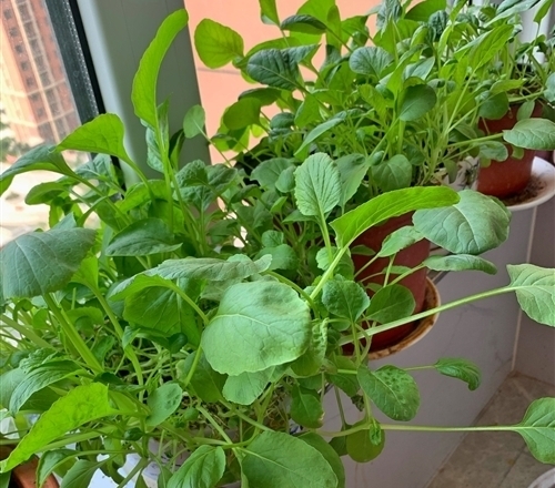 自己种的青菜说说