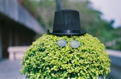 后来的唯美句子