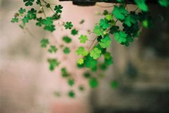 小清新的甜美爱情句子