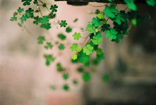 小清新的甜美爱情句子