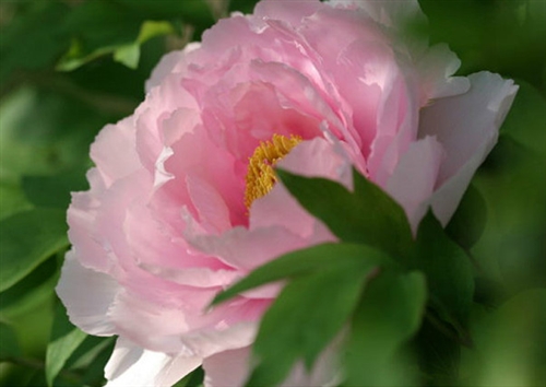 关于牡丹花的诗句经典