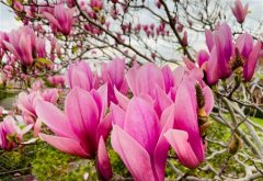 描写玉兰花的句子