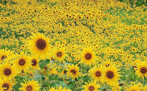 祝福祖国强大的话