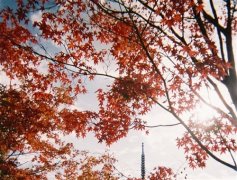 描写枫叶的优美句子和段落