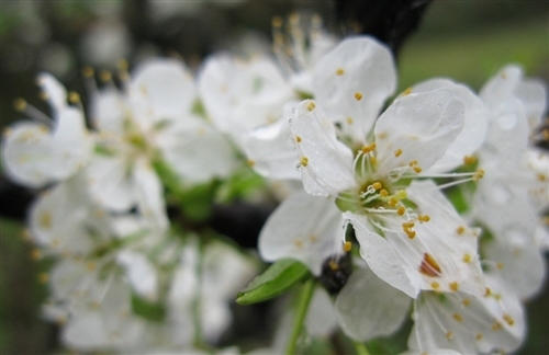 赞美杏花的诗句