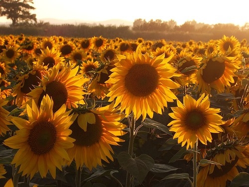 李嘉诚人生格言励志