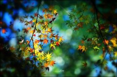 勇气的句子经典语录