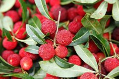 吃杨梅的说说短语(精选45句)