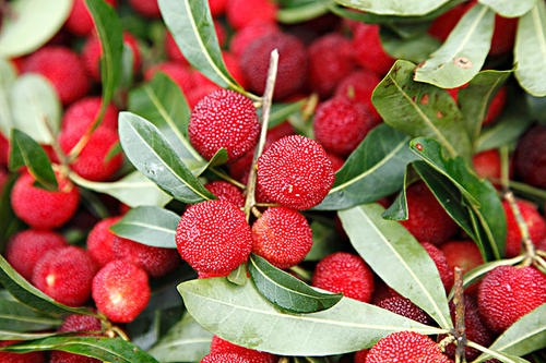 吃杨梅的说说短语(精选45句) 吃杨梅的说说短语(精选45句)