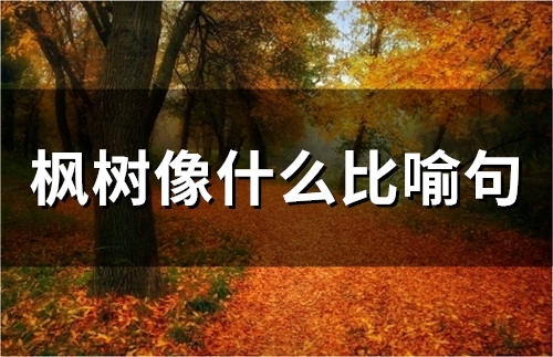 枫树像什么比喻句(精选22句)