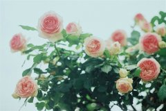 悼念爱人去世的句子(123句)