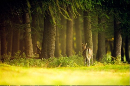 三年级20个字的好句子(精选51句)