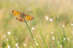 适合做书签的古风诗句大全(共65句)