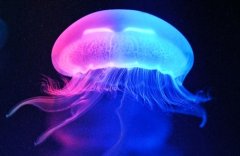 深夜适合发朋友圈句子短句(实用66句)