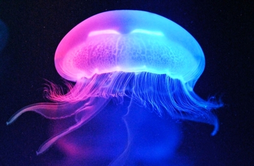 深夜适合发朋友圈句子短句(实用66句)