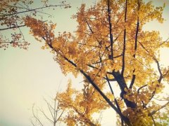 刷朋友圈的说说(汇总66句)