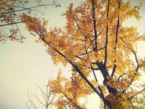 刷朋友圈的说说(汇总66句)