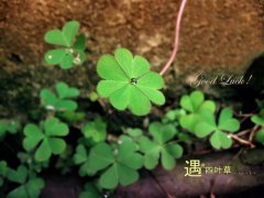 关于凄美爱情的文艺伤感句子(通用69句)