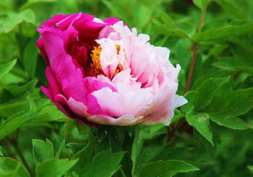 感谢客户的支持的短句(69句)