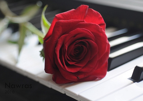 形容一泡好茶的句子(汇总60句)