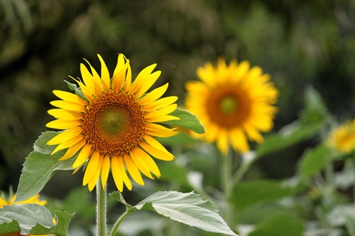 我想你的说说心情短语(实用68句)