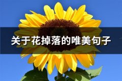 关于花掉落的唯美句子(通用108句)