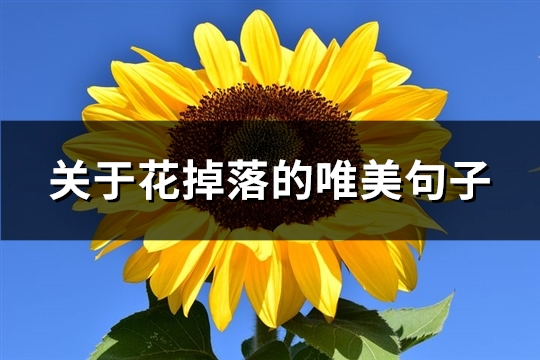 关于花掉落的唯美句子(通用108句) 关于花掉落的唯美句子(通用108句)