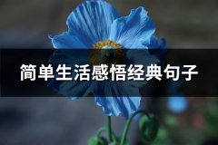 简单生活感悟经典句子(推荐67句)