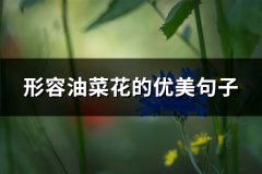 形容油菜花的优美句子(必备89句)