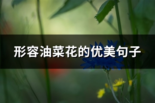 形容油菜花的优美句子(必备89句) 形容油菜花的优美句子(必备89句)
