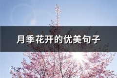 月季花开的优美句子(共65句)