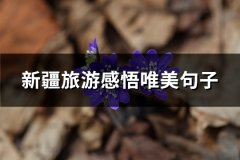新疆旅游感悟唯美句子(推荐64句)