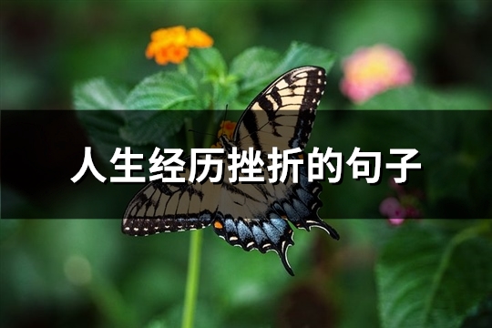 人生经历挫折的句子(汇总62句)