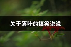 关于落叶的搞笑说说(通用69句)
