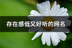 存在感低又好听的网名(共525个)