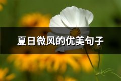 夏日微风的优美句子(汇总45句)