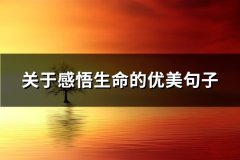 关于感悟生命的优美句子(必备57句)