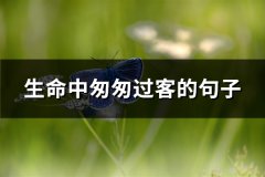 生命中匆匆过客的句子(共73句)
